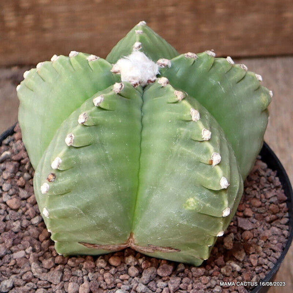 ASTROPHYTUM MYRIOSTIGMA KIKKO NUDUM