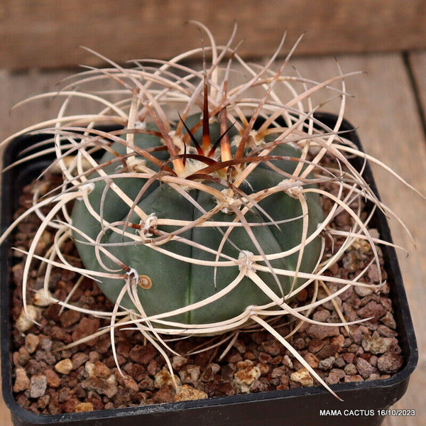 GYMNOCALYCIUM CARDENASIANUM JO 604 S
