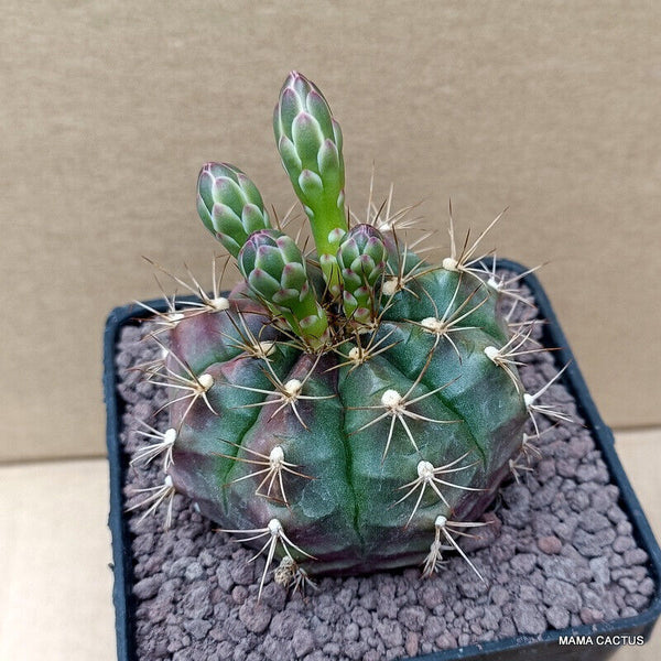 GYMNOCALYCIUM MIHANOVICHII