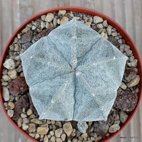 ASTROPHYTUM MYRIOSTIGMA ONZUKA