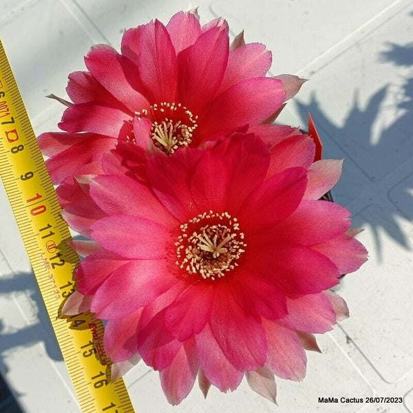 Flower  MaMa Cactus