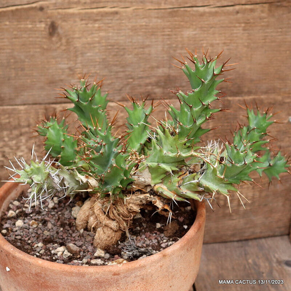 EUPHORBIA TORTIRAMA VERY OLD