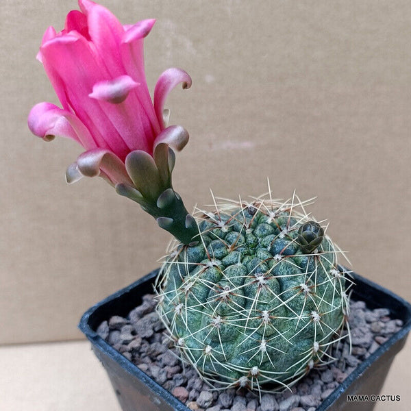 GYMNOCALYCIUM BALDIANUM