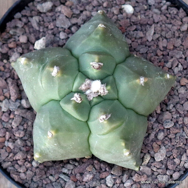 ASTROPHYTUM MYRIOSTIGMA KIKKO