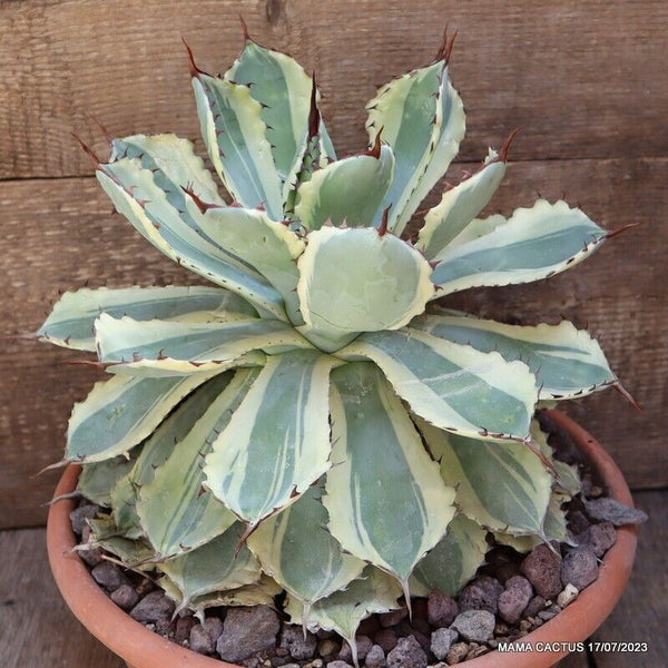 AGAVE POTATORUM KICHIJOKAN VARIEGATED