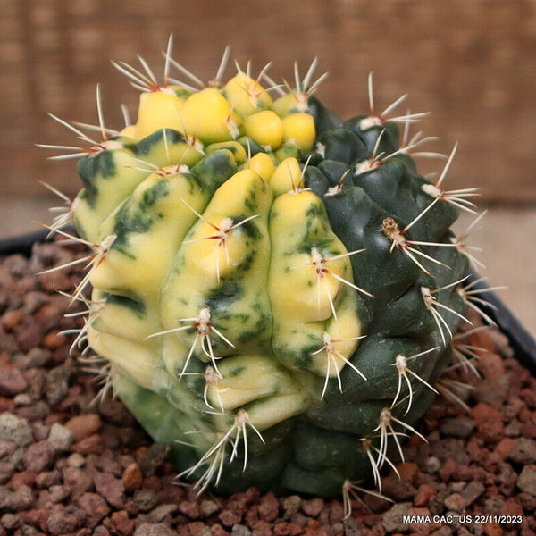 GYMNOCALYCIUM BALDIANUM VARIEGATED