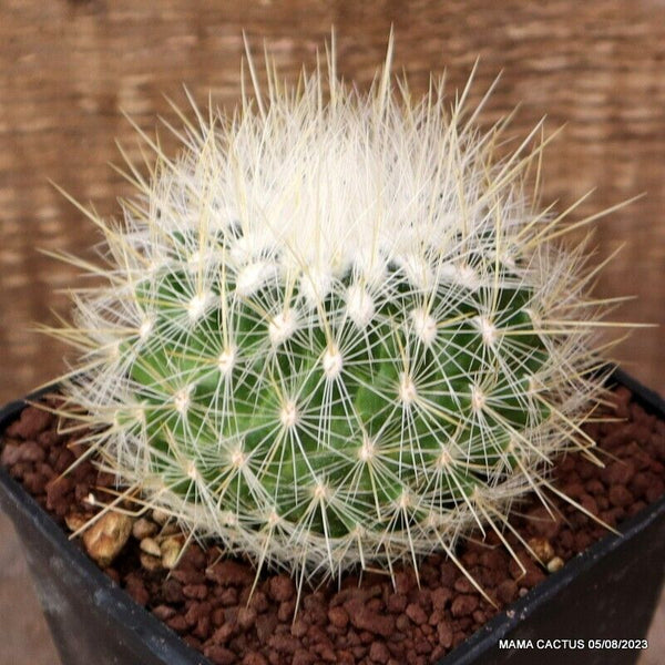 A7199 THELOCACTUS MACDOWELLII pot10 H7-W9 cm MaMa Cactus
