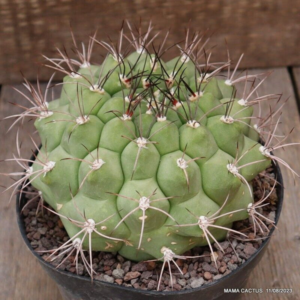 GYMNOCALYCIUM SAGLIONIS