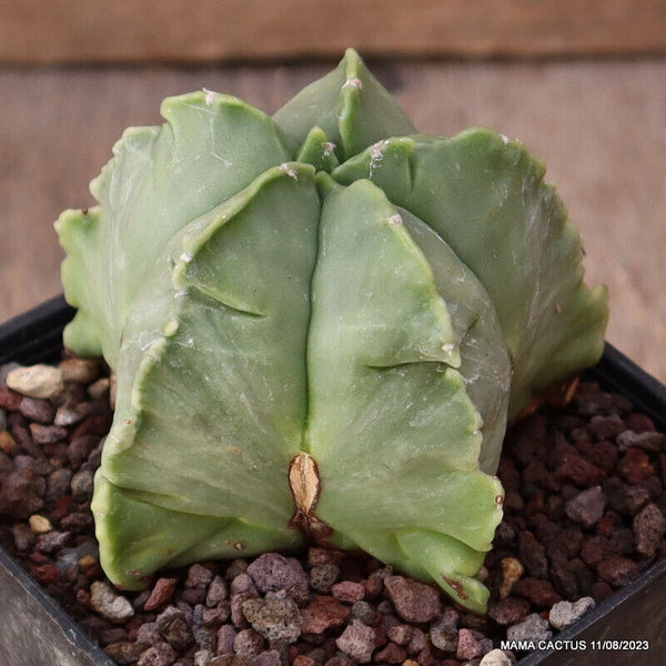 ASTROPHYTUM MYRIOSTIGMA NUDUM KIKKO