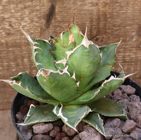 AGAVE TITANOTA COMPACT FORM