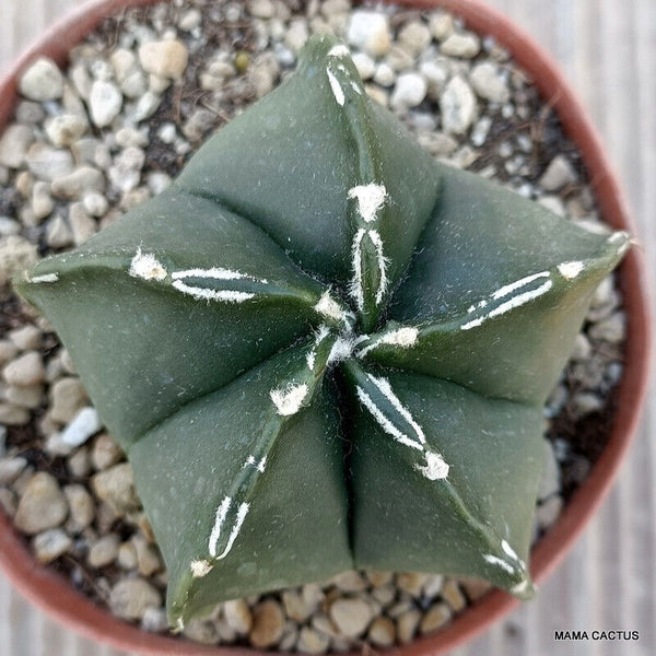 ASTROPHYTUM MYRIOSTIGMA SPECIAL