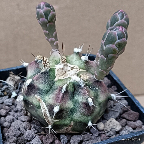 GYMNOCALYCIUM MIHANOVICHII MONSTER
