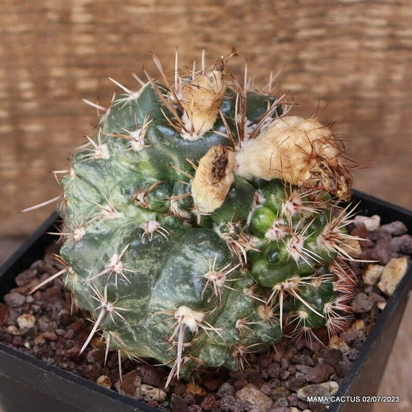 NOTOCACTUS SUBMAMMULLOSUS MONSTER VARIEGATED