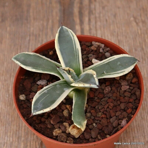 AGAVE APPLANATA CV. CREAM SPIKE