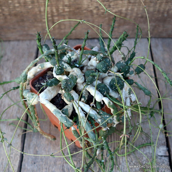 EUPHORBIA GLOBOSA