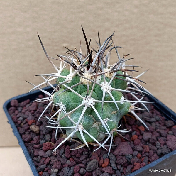 COPIAPOA BRIDGESII