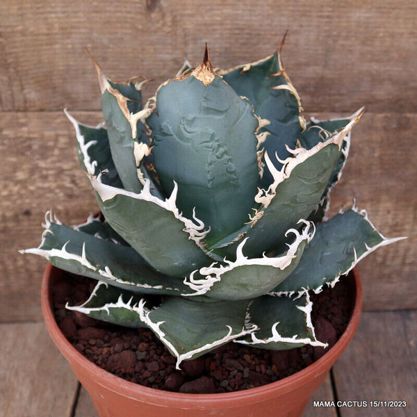 AGAVE TITANOTA COMPACT FORM