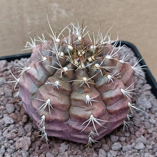 GYMNOCALYCIUM MIHANOVICHII