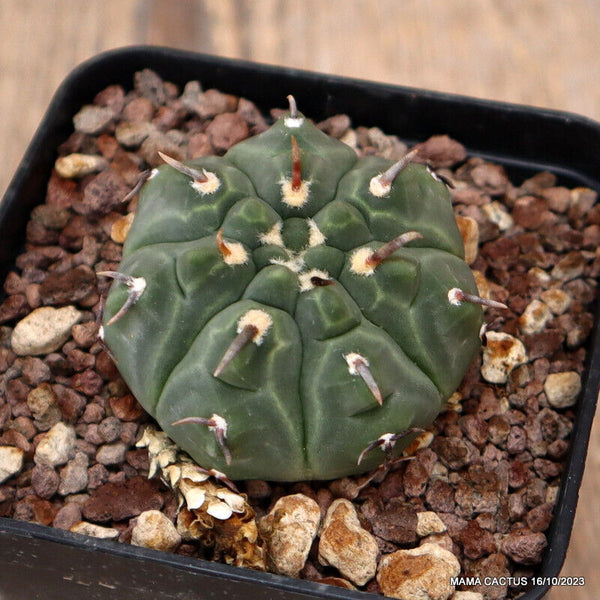 GYMNOCALYCIUM VATTERI UNGUISPINUM