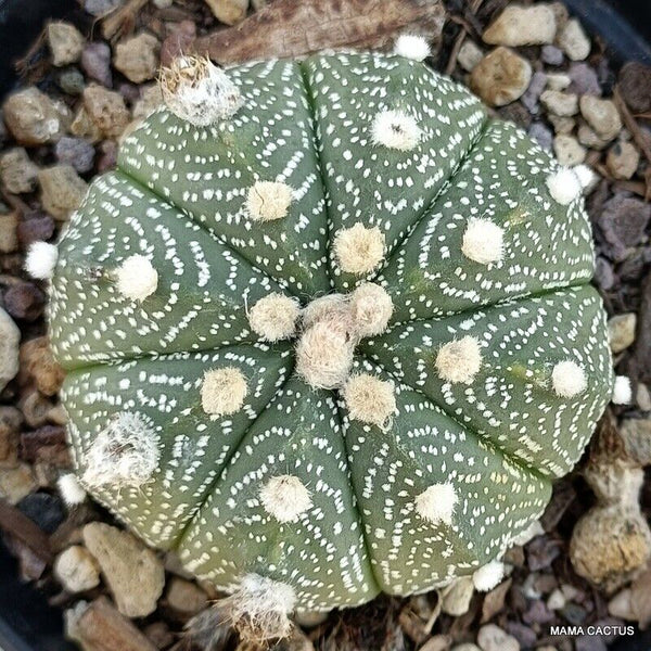 ASTROPHYTUM SUPER KABUTO RED FLOWERS