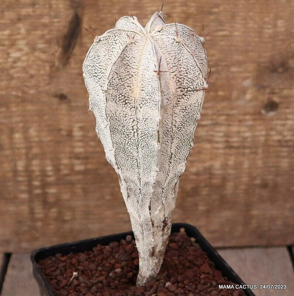 ASTROPHYTUM ORNATUM X ONZUKA