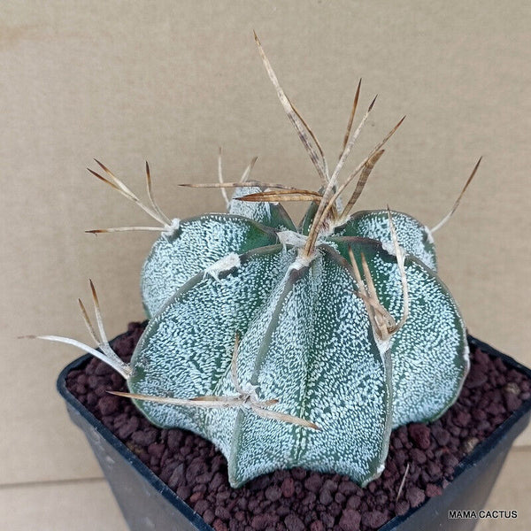 ASTROPHYTUM CRASSISPINUS