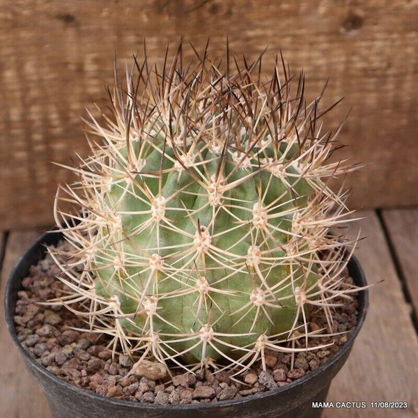 GYMNOCALYCIUM FERRARI