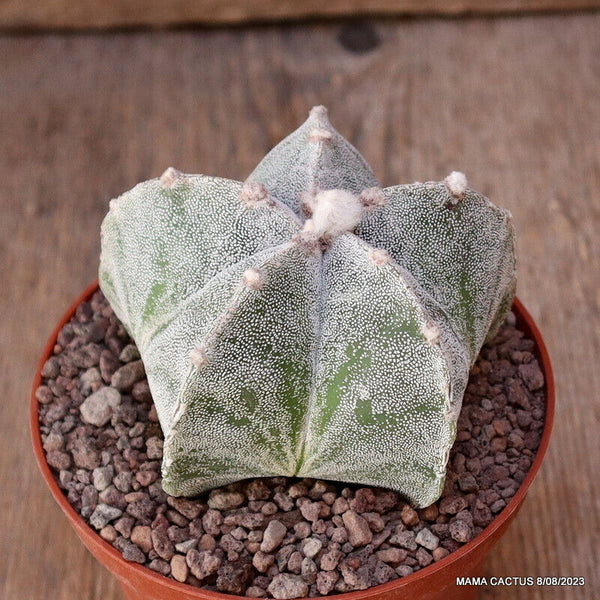 ASTROPHYTUM MYRIOSTIGMA