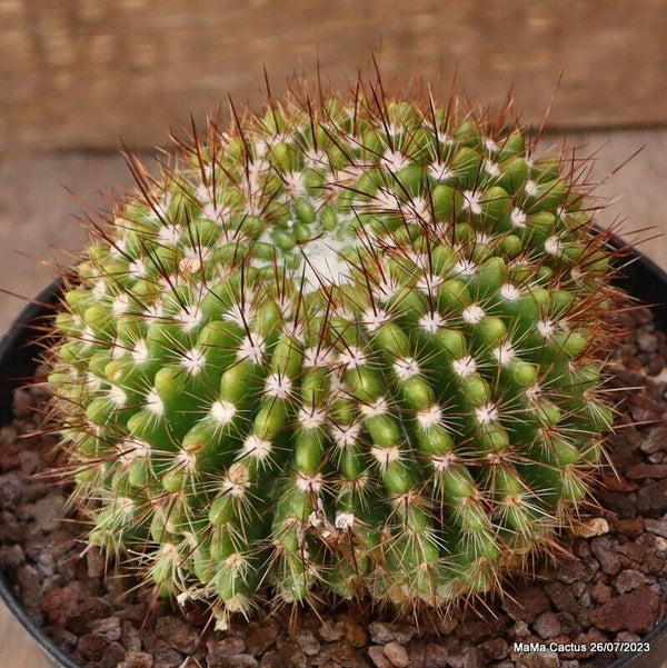NOTOCACTUS SUCCINEUS