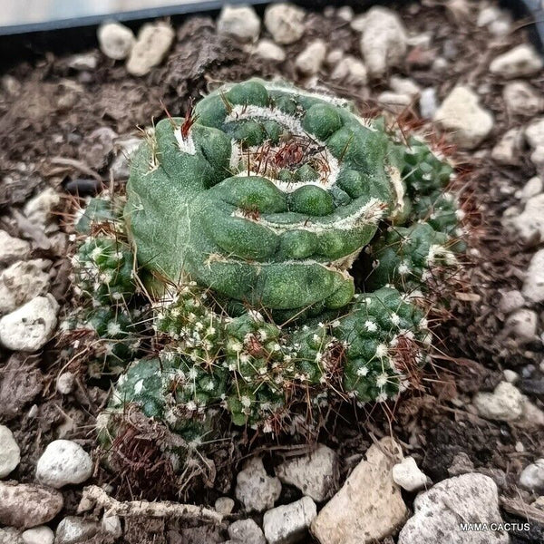 NOTOCACTUS UEBELMANNIANUS MONSTER