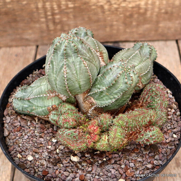 EUPHORBIA PSEUDOGLOBOSA COMPACT CRESTED