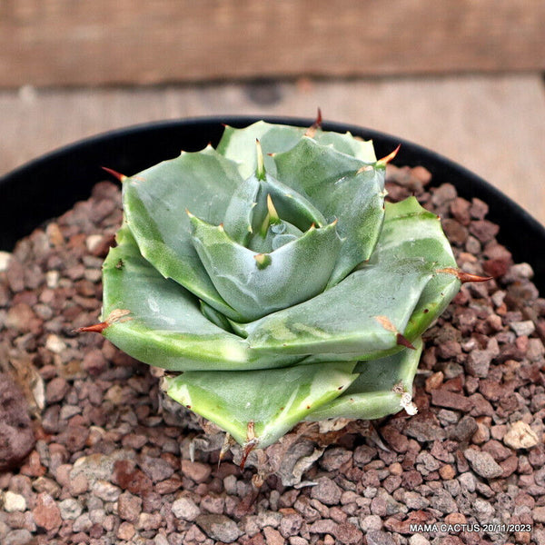 AGAVE POTATORUM SHOJI RAIJIN VARIEGATED