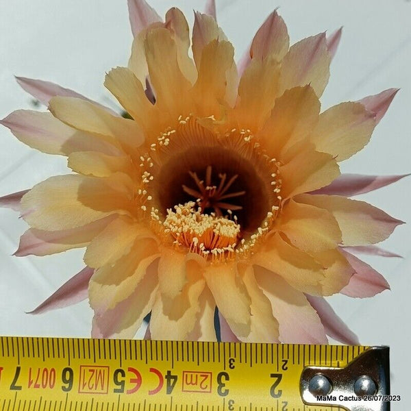 Flower  MaMa Cactus
