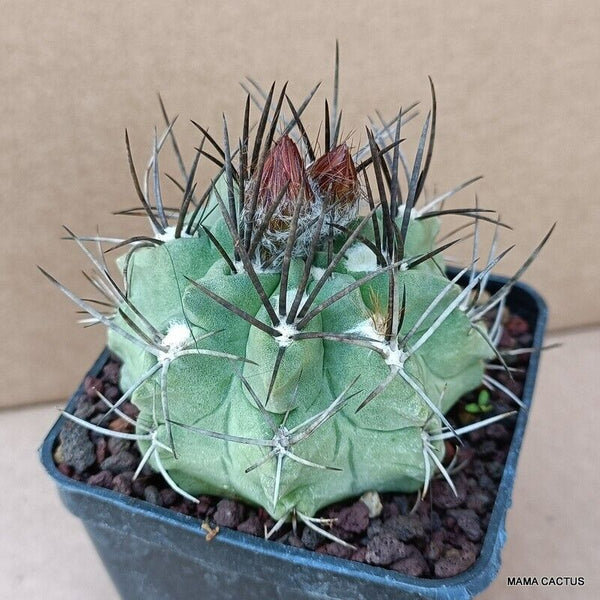 NEOPORTERIA PAUCICOSTATA