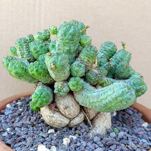 EUPHORBIA PSEUDOGLOBOSA BIG CAUDEX
