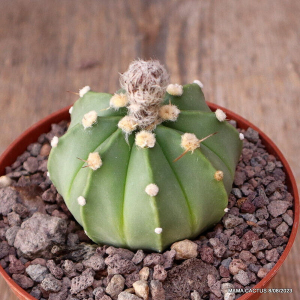 ASTROPHYTUM HYBRID NUDUM