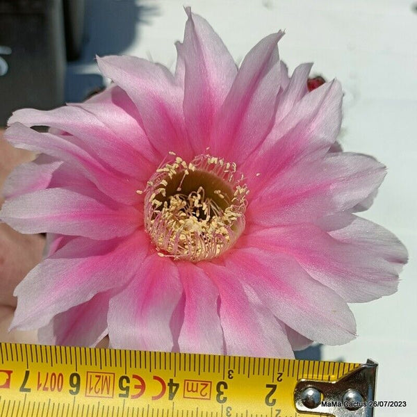 Flower  MaMa Cactus