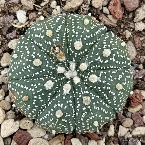 ASTROPHYTUM SUPERKABUTO