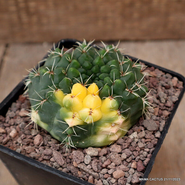 GYMNOCALYCIUM BALDIANUM VARIEGATED