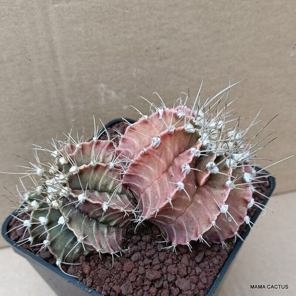 GYMNOCALYCIUM MIHANOVICHII
