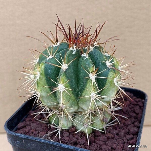 MELOCACTUS MATANZANUS