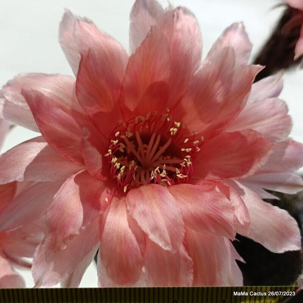 Flower  MaMa Cactus