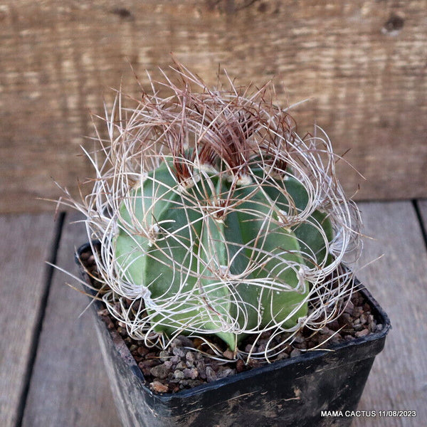 ASTROPHYTUM CAPRICORNE V. SENILE