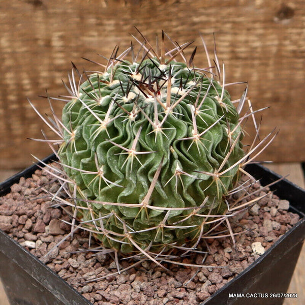 ECHINOFOSSULOCACTUS LAMELLOSUS
