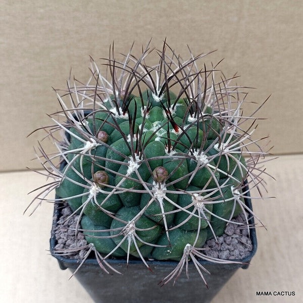 GYMNOCALYCIUM SAGLIONIS
