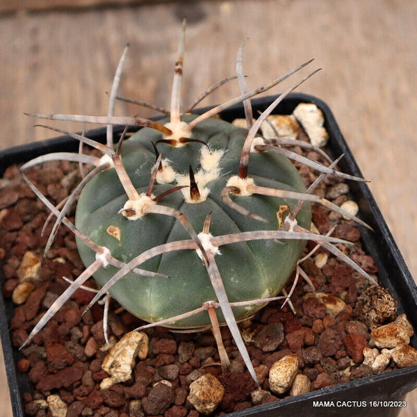 GYMNOCALYCIUM ARMATUM