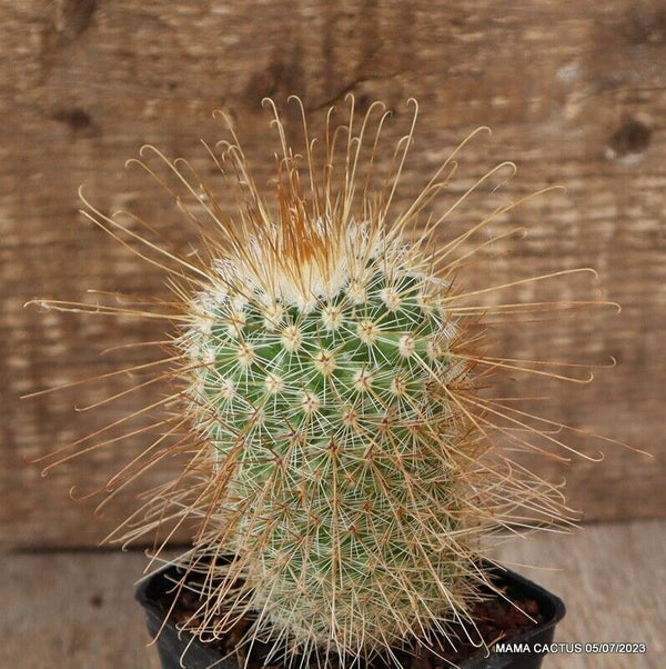 MAMMILLARIA SPINOSISSIMA