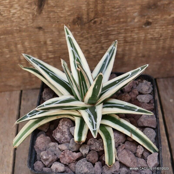 AGAVE REGINAE VICTORIAE WHITE RHINO