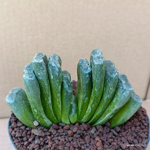 A2942 HAWORTHIA TRUNCATA pot12-H8-W11 cm MaMa Cactus