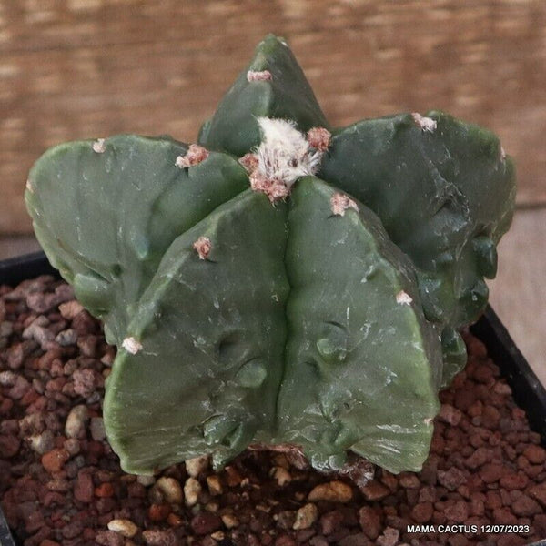 ASTROPHYTUM MYRIOSTIGMA FUKURYU